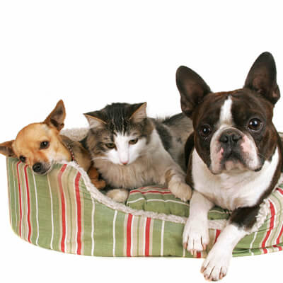 pets in dog bed