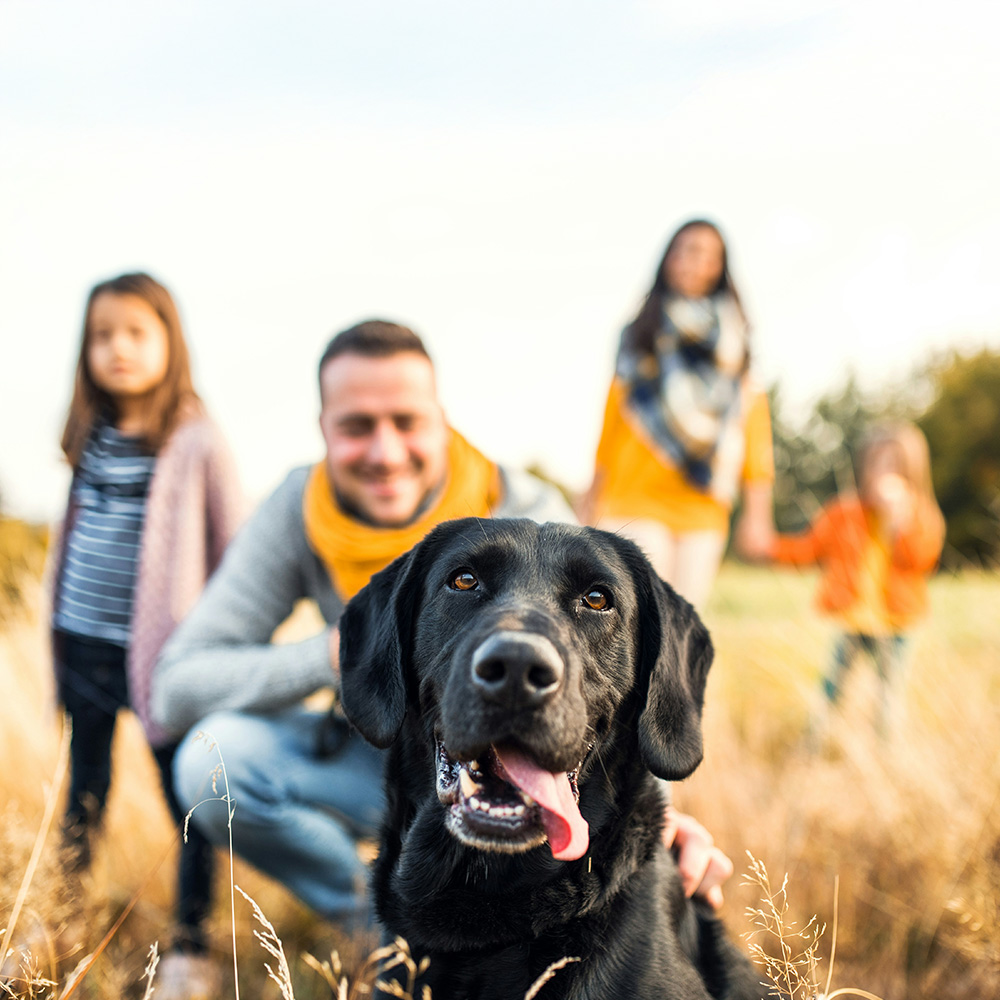 A black lab with its family outside in a field