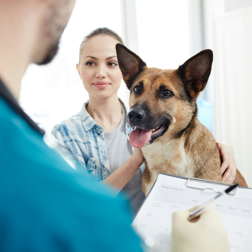 A dog and its owner looking at a veterinarian during an exam