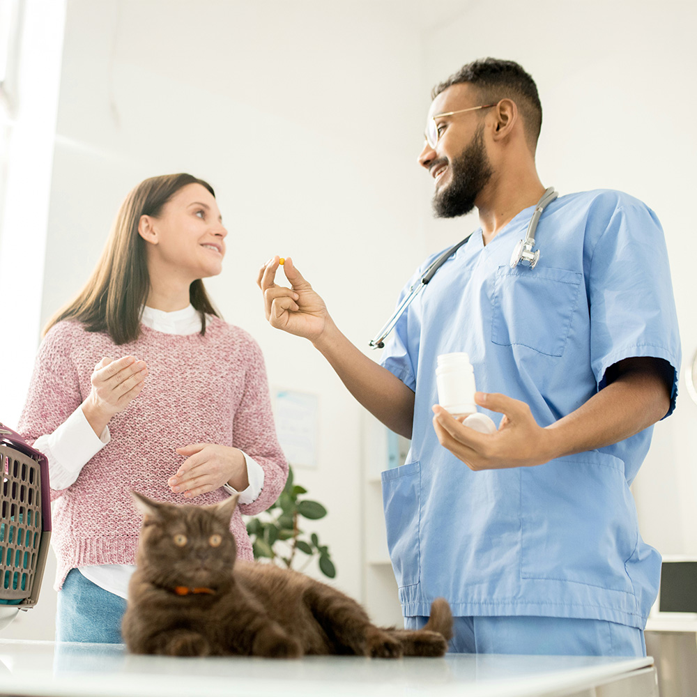 A veterinarian explaining a cat's medication to a cat owner