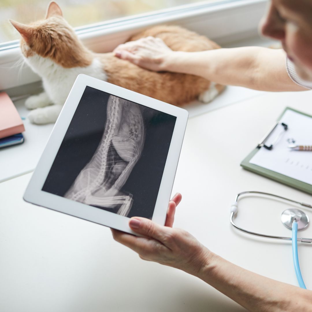 A veterinarian looking at a cat's x-ray on a tablet