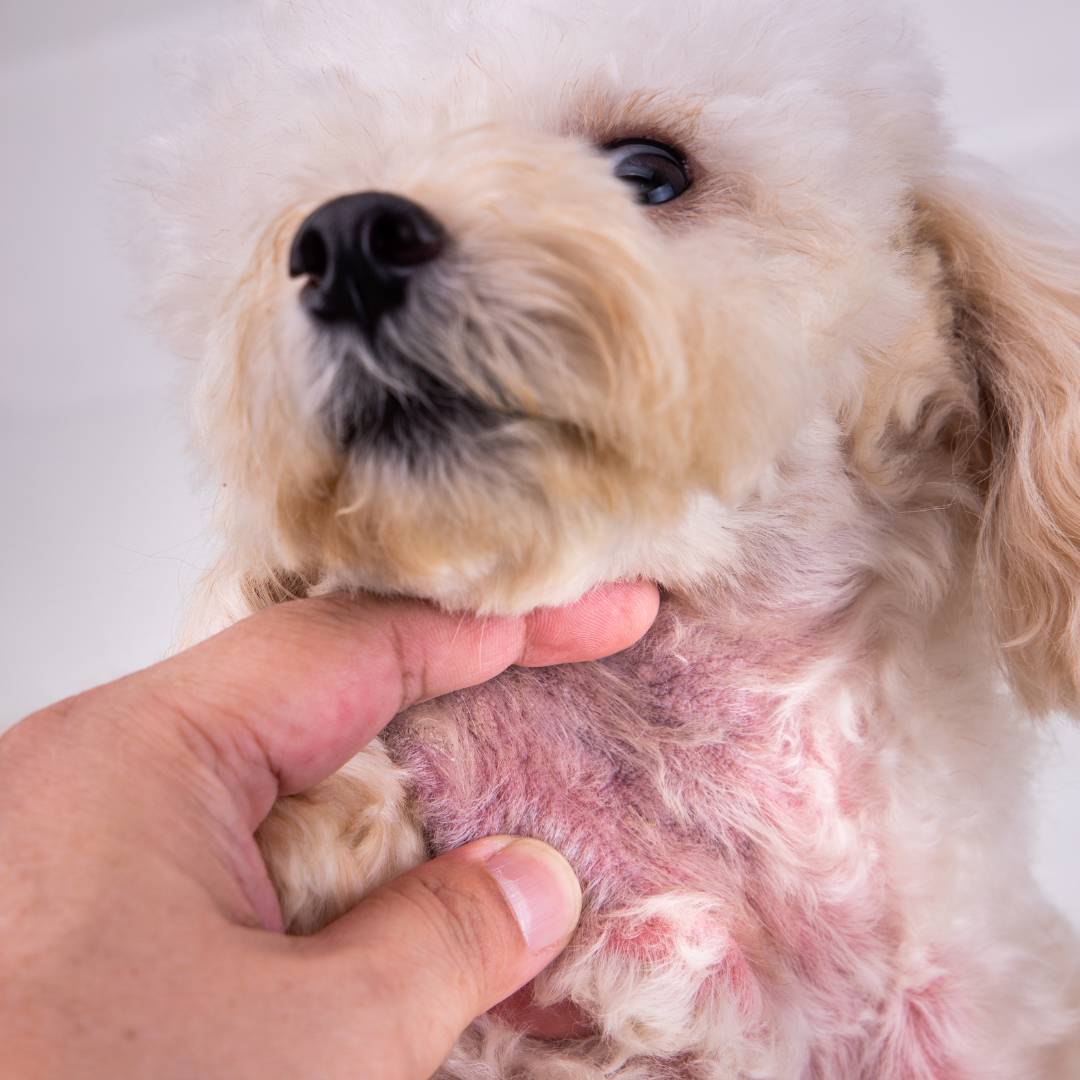 Hand checking dog’s irritated skin