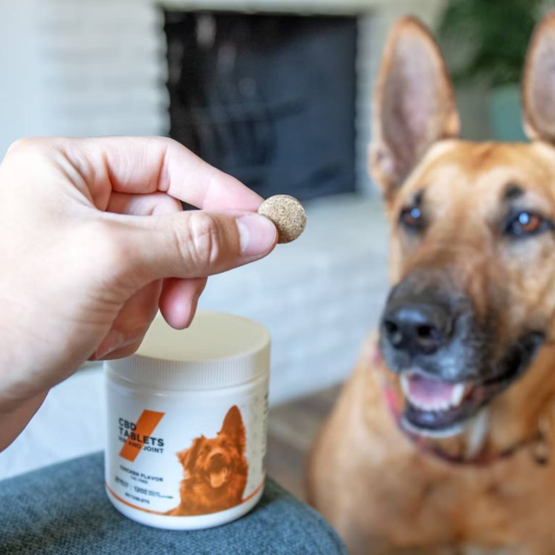 Hand holding pill near dog