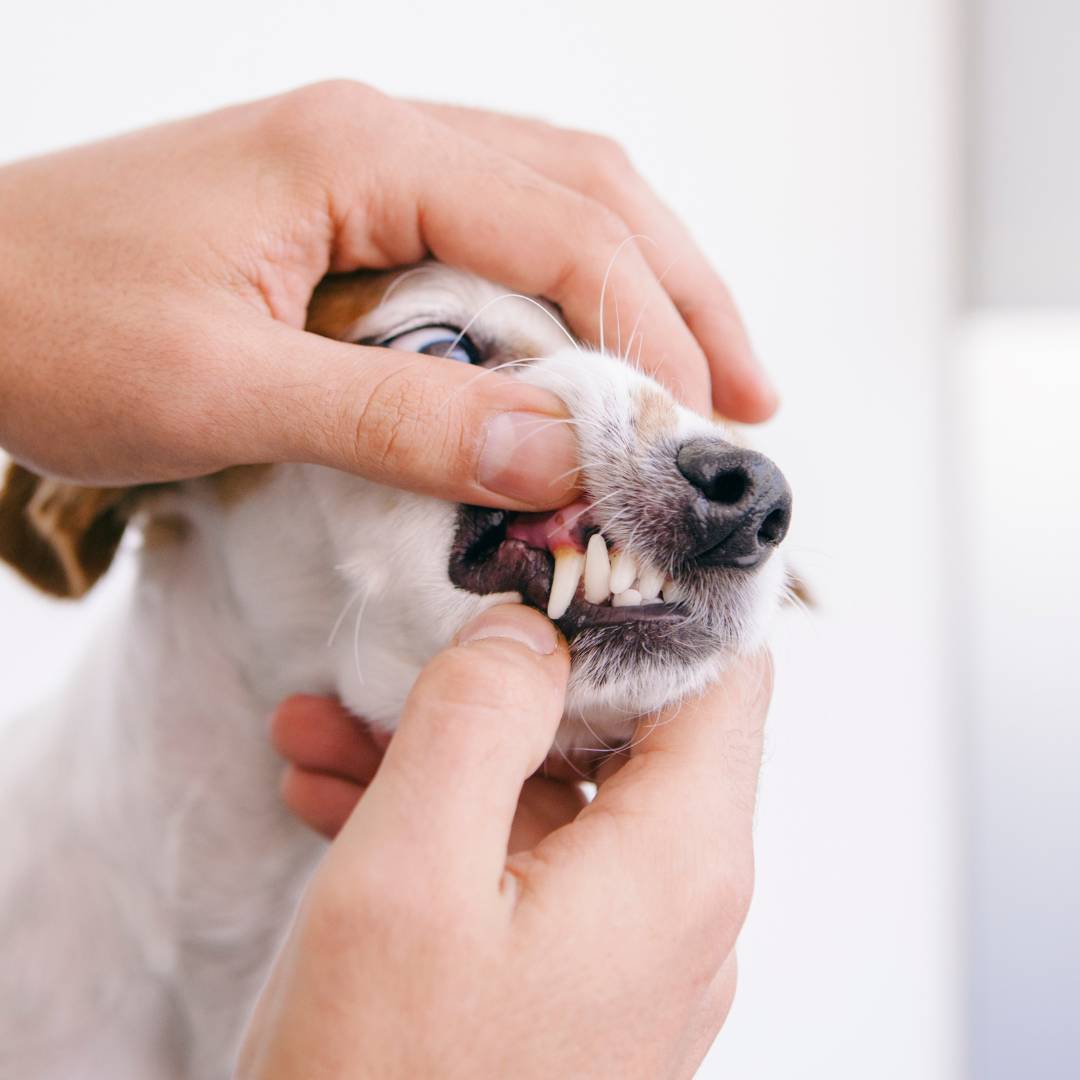 Hands inspecting small dog's teeth