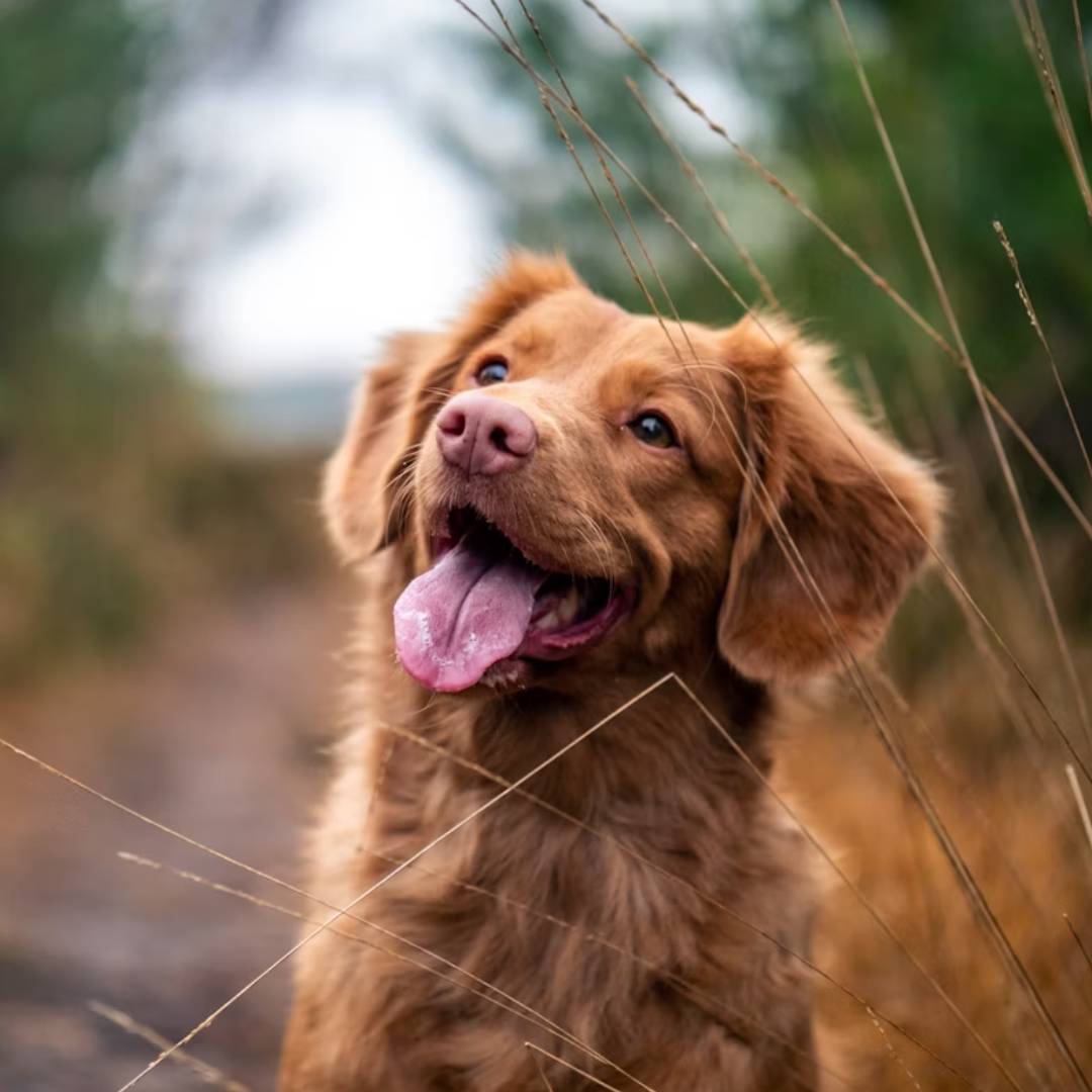 Happy dog panting in grassy field