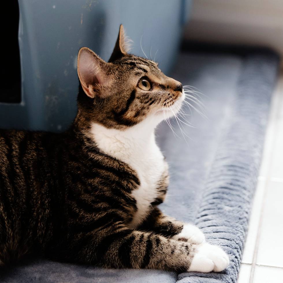 cat sitting and looking up
