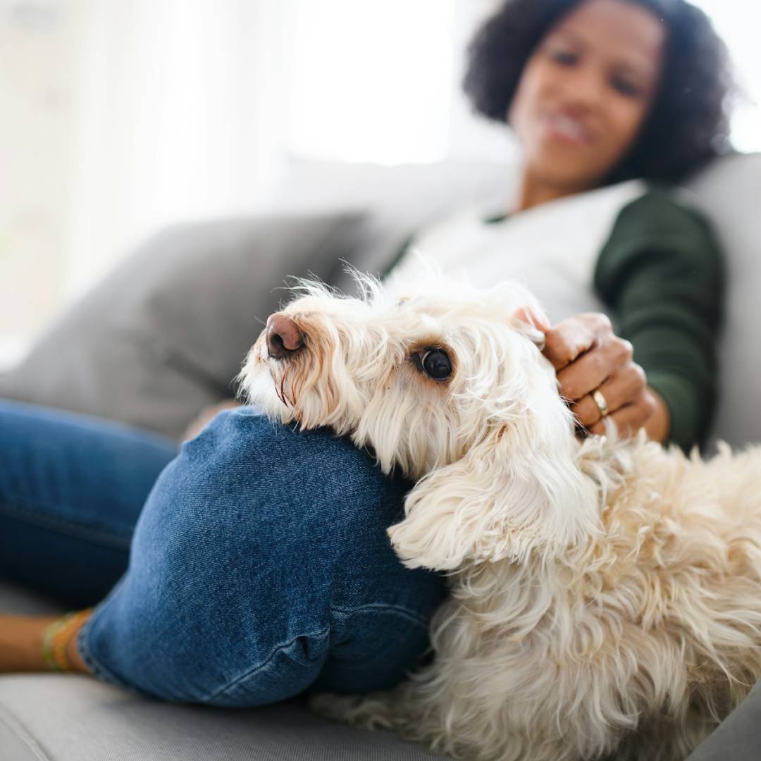 pet sitting on sofa with women