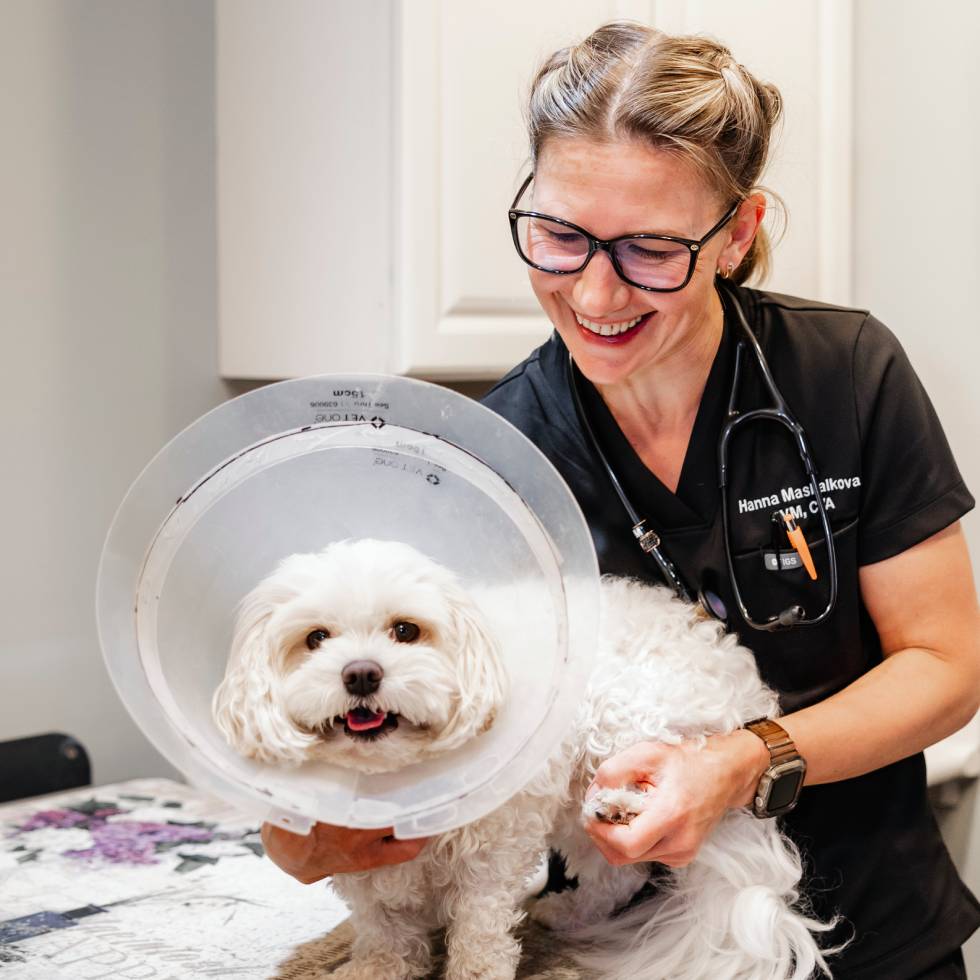 pet with vet at the exam table