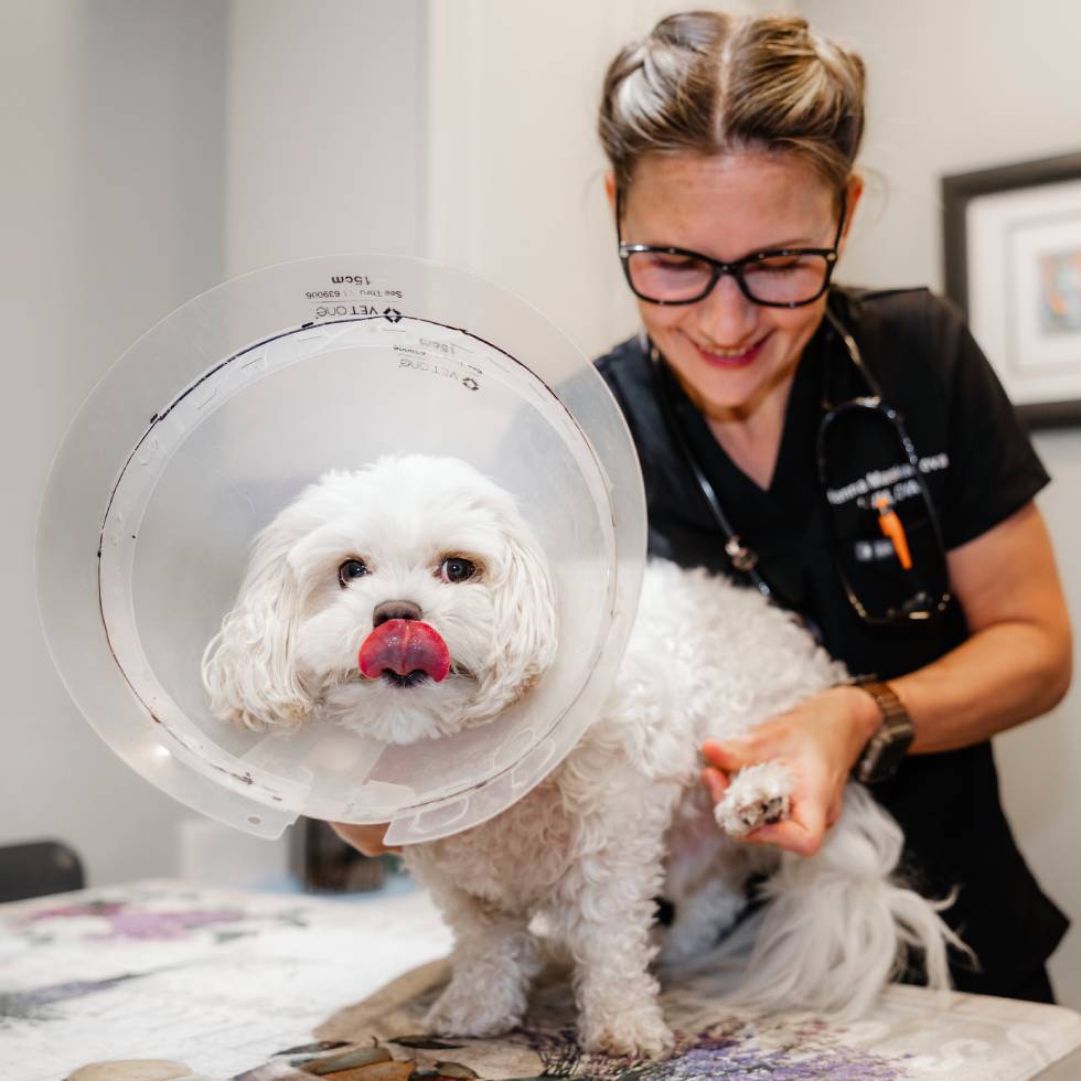 vet checking the pet at the exam table