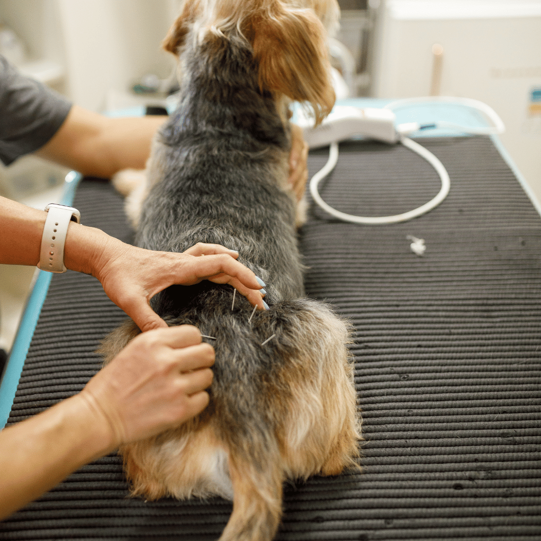 closeup of acupuncture procedure on a dog