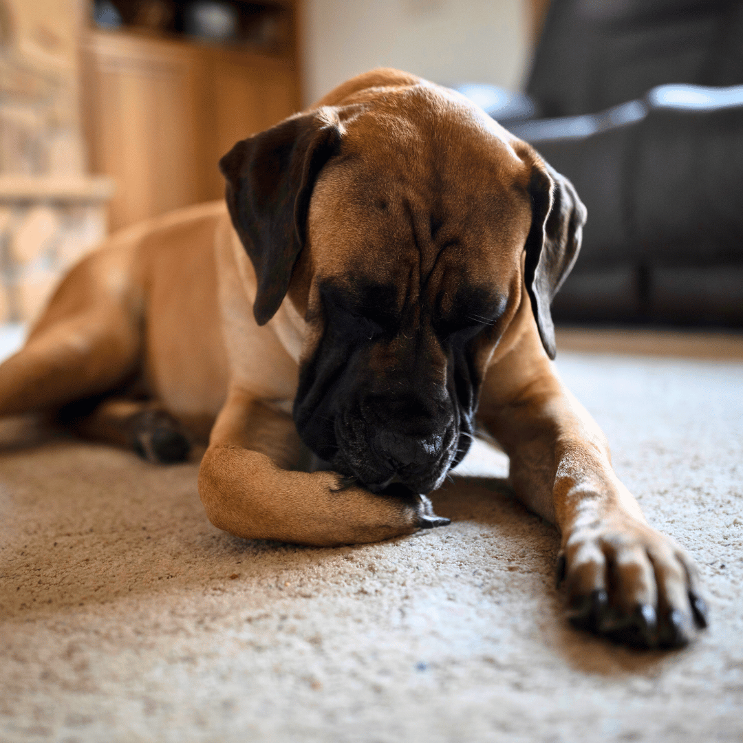 dog licking its paws from allergies