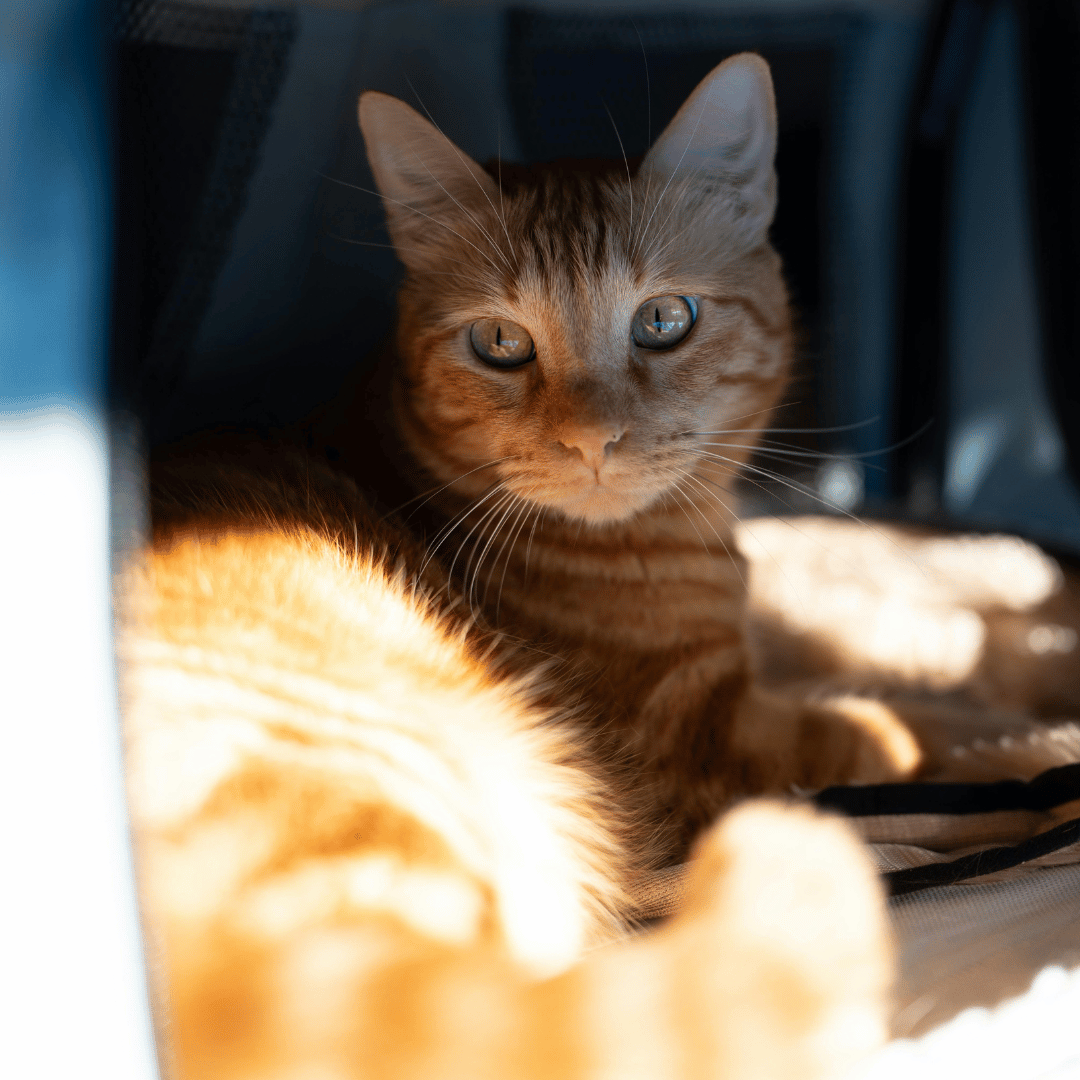 orange cat laying in a cat carrier on a trip