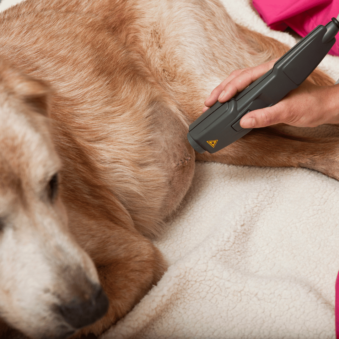 dog getting a laser therapy treatment