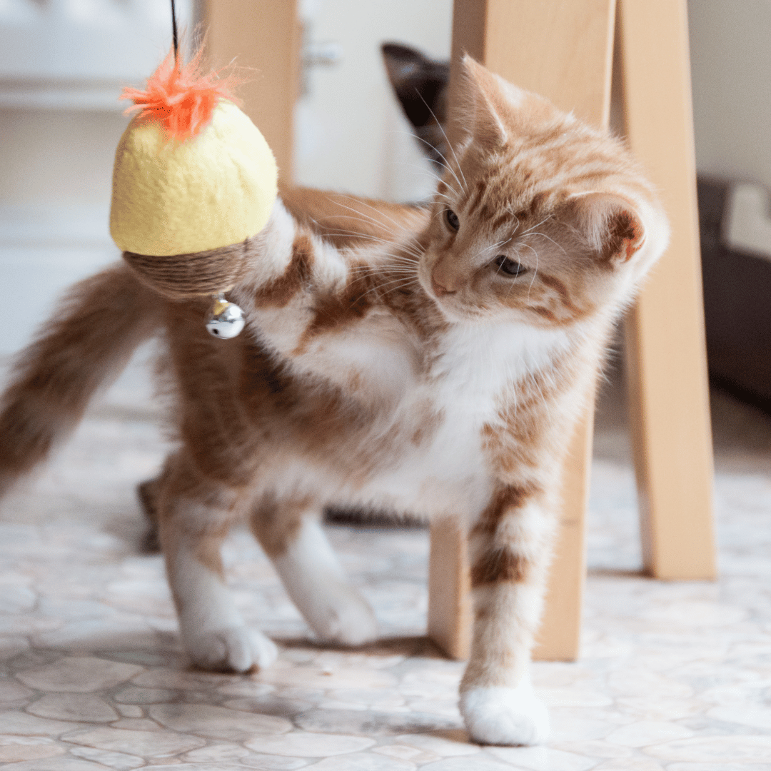 kitten playing with a toy inside
